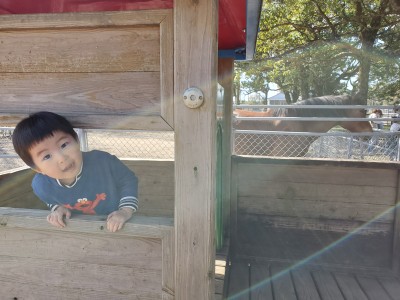 お散歩に行った公園の遊具からばあ!とても楽しそうな子どもでした。