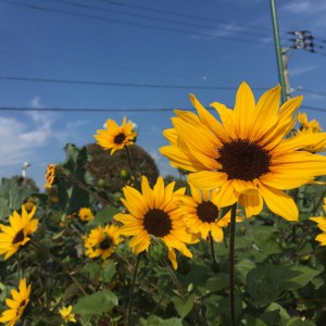 12月を超えても元気に咲く向日葵。宮崎の太陽の恵みに感謝!元気をもらいます?!!
