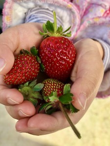 家のプランターで育てたいちごです。今年初収穫したいちごを、4歳のいちご大好きっ子が、「いちごあげる!」とおすそわけしてくれました(^^)