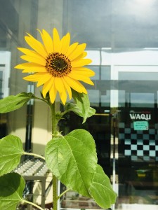 一昨年夏の、わくわく玄関前プランターです。スタッフみんなの愛情もあり、すくすく育ったひまわり。この夏は玄関前で、私たちの誰よりも先に、会員様のお出迎えをしてくれました!