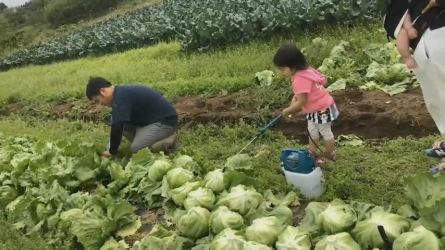 娘の大好きなお野菜をいつもお裾分けしてくれる大好きなお兄ちゃん。休みで時間があるときは家族でお手伝いにいきます。お兄ちゃんにありがとうといいながら、お手伝いしながらもお野菜を収穫してすぐ食べてます。