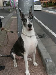 今は亡き愛犬当時三歳です。
場所は下北方、平和台近くの交差点です。7年前に撮影しました。
まだまだ元気だったでやんちゃな時に姿勢よく座っていたのでたまたま持っていた出たるカメラで一枚収めたのがこの写真です。
背景が残念なのが心苦しかったのを覚えています(汗)