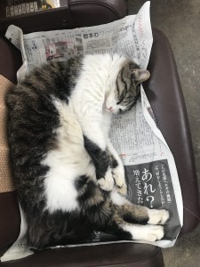 新聞紙敷いてくれて、ありがとう。
おかげで暖かく寝れるニャー。