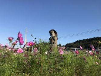 石像の田の神に豊作を祈願する風習は、九州南部(薩摩、大隅、日向)だけです。”田の神さぁ”の石像は島津藩領のみで18世紀頃から始まり、他の地域にはない独特の風習だそうです。今年も豊作を“田の神さぁ”に感謝です。