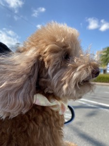 2015年に我が家にやって来ました。落ち込んだり悲しい時に寄り添って来て元気を貰い、癒しを与えてもらい、家族の会話増やしてくれてありがとう!
2019年11月04日 場所 不明