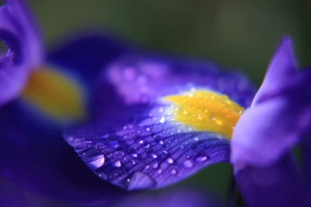 雨上がり花に朝日が射し花びらに乗った雫が綺麗だったので撮影しました。水は命の始まりです。